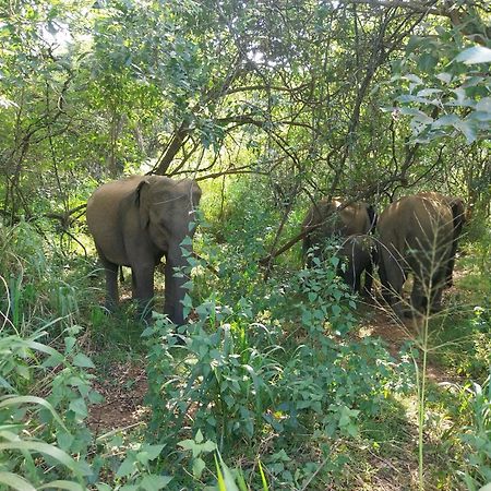 Near The Canal Homstay Sigiriya Luaran gambar