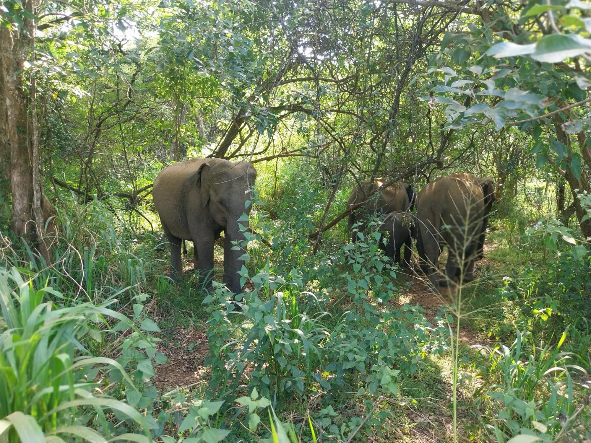 Near The Canal Homstay Sigiriya Luaran gambar